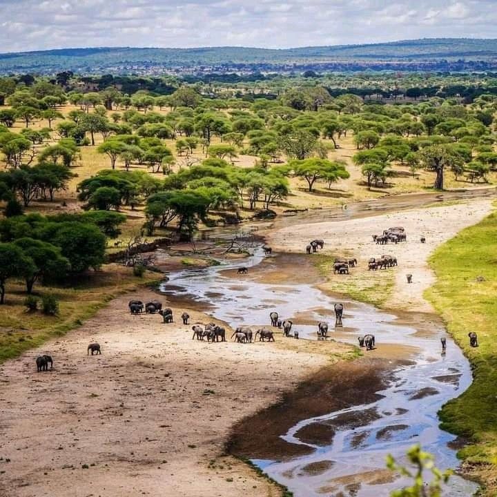 Elephants in Tanzania