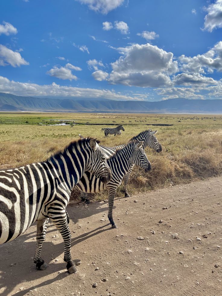 Safari in Tanzania