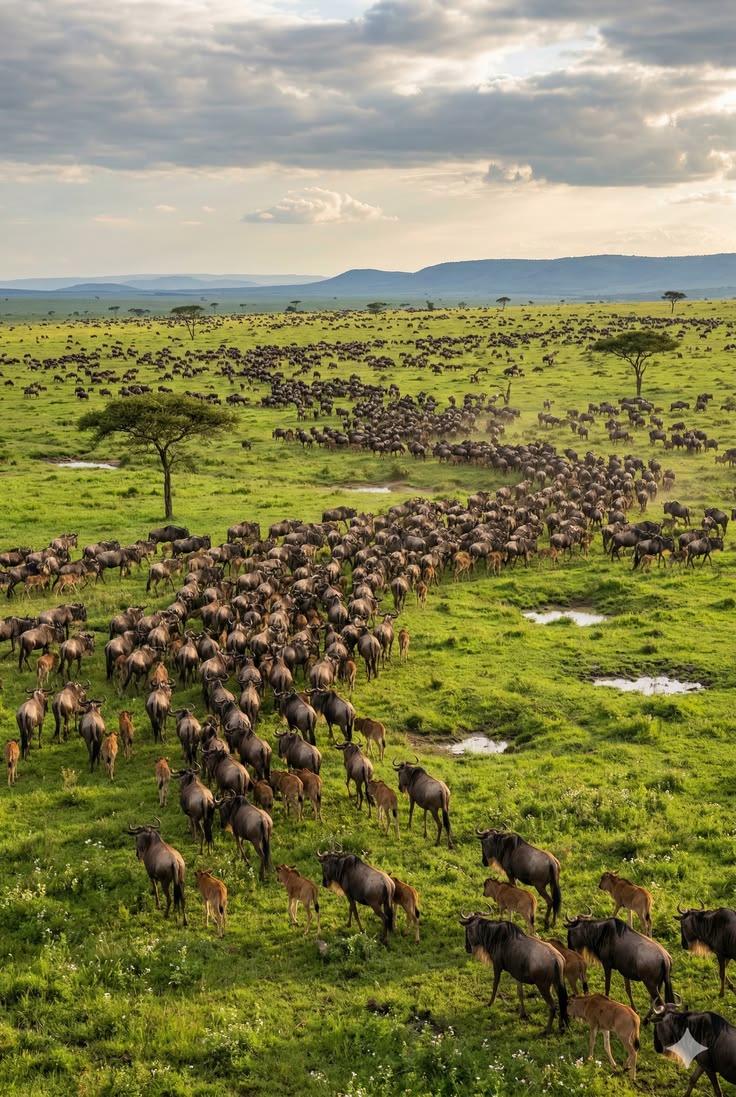 Savannah Wildlife in Tanzania