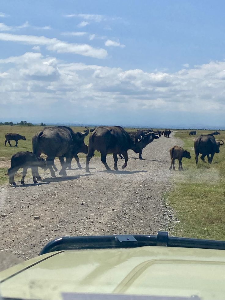 The Great Migration in Serengeti National Park