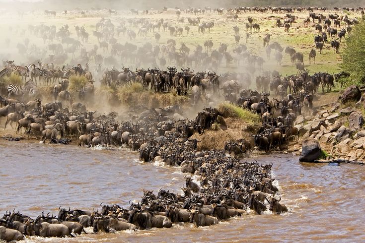 Serengeti landscape