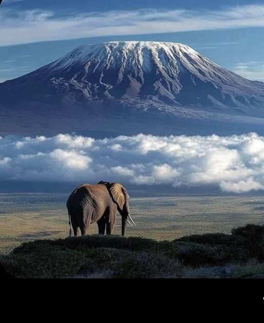 Tanzania safari experience