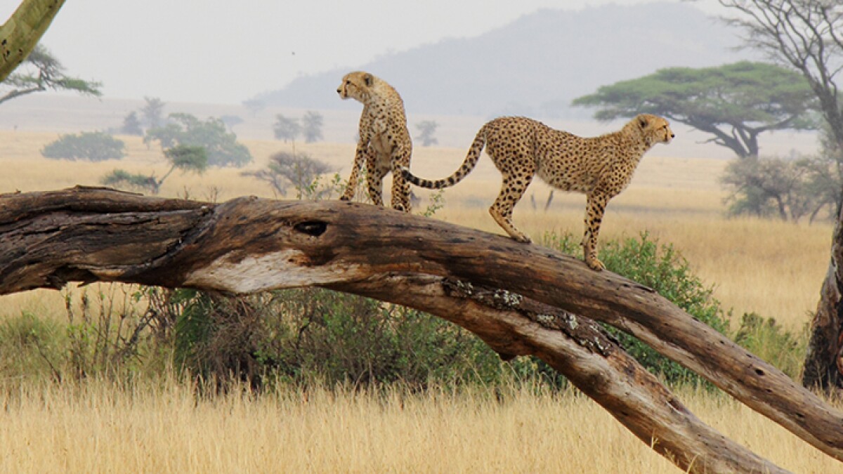 15 Best Things To Do In Tanzania