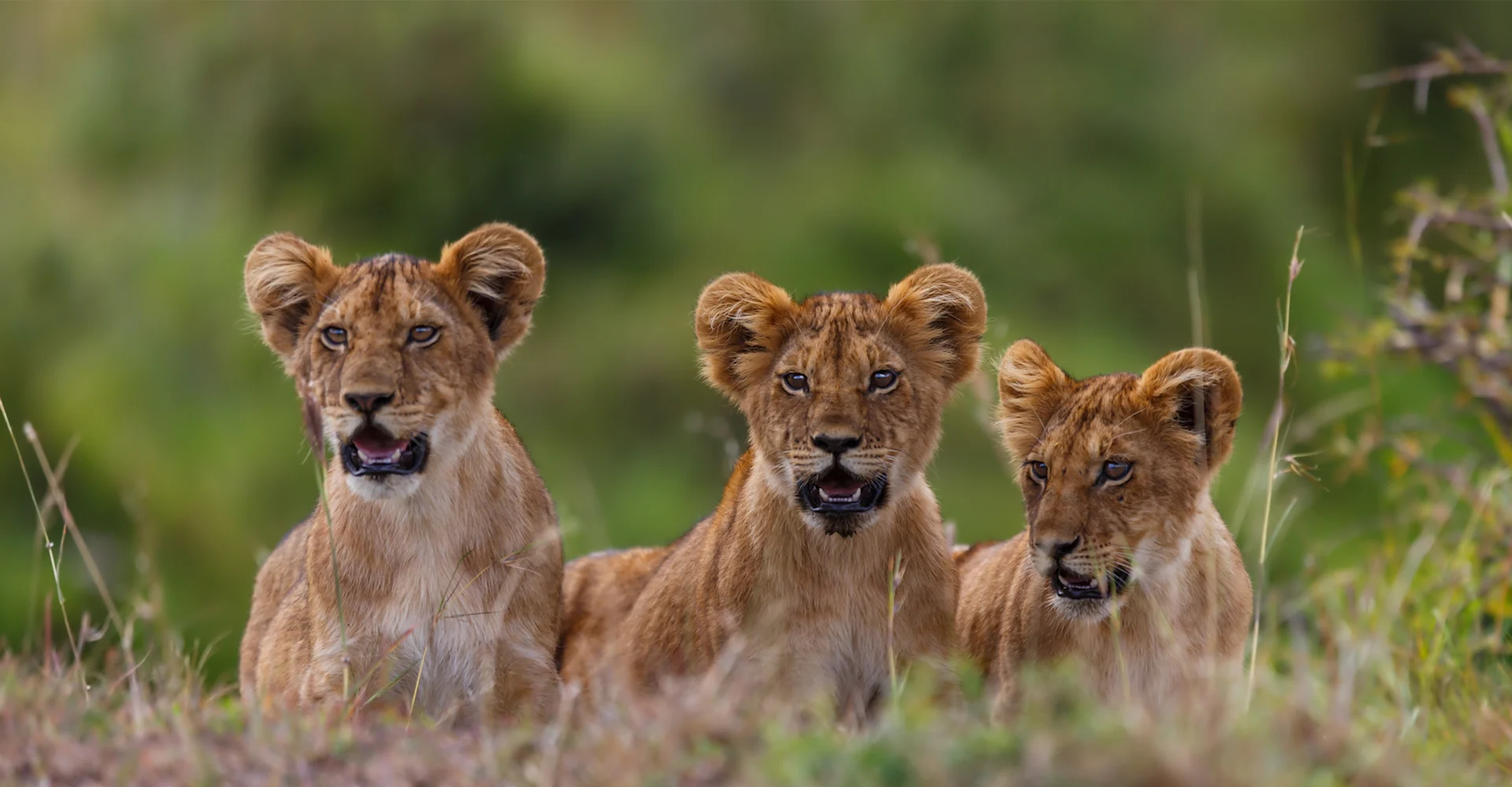 Custom-Family-Tanzania