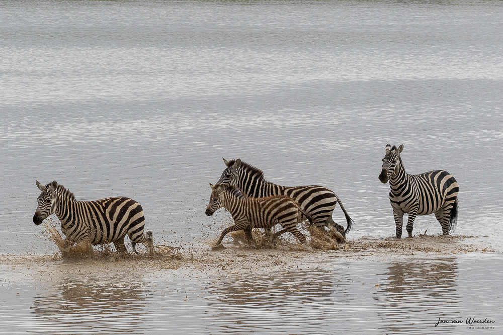 Transfer from Tarangire to Lake Manyara for game drive.