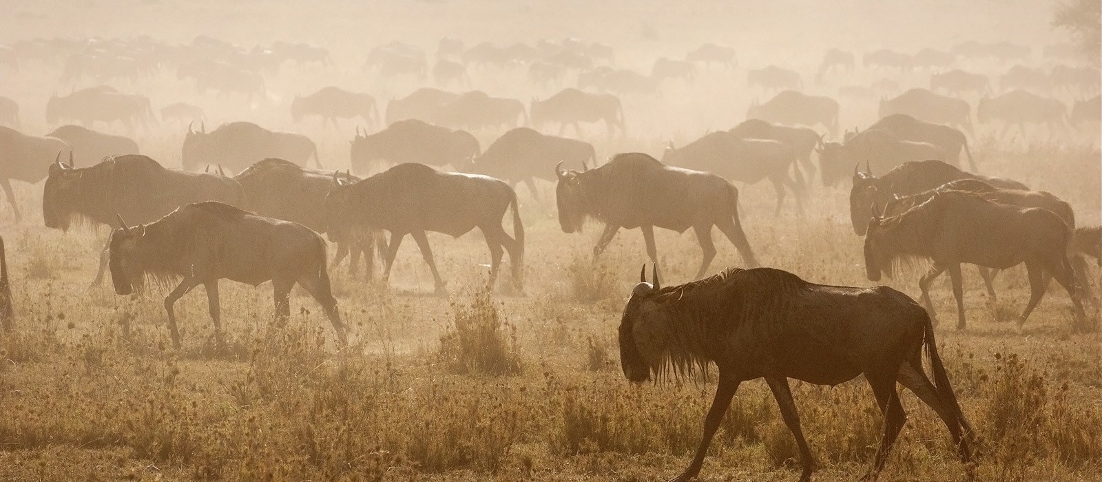 tanzania-serengeti-central-3