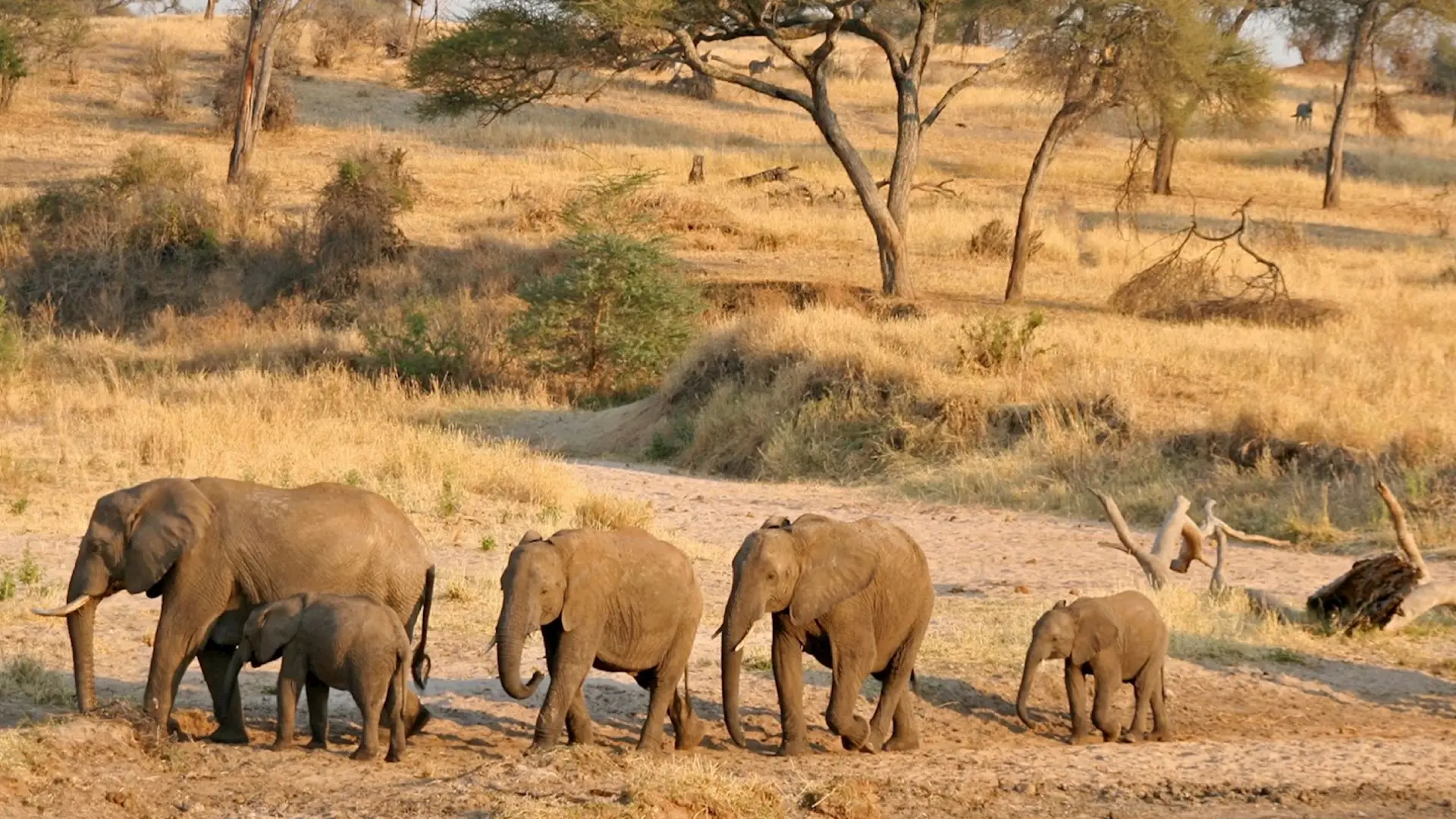tarangire-national-park-banner