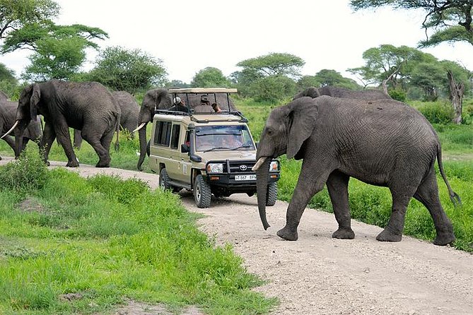 elephants-in-arusha-national-park
